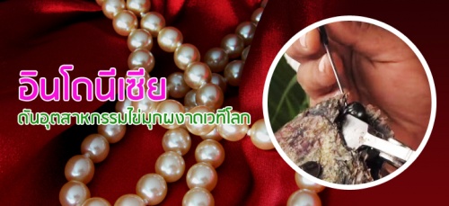 อินโดนีเซียดันอุตสาหกรรมไข่มุกผงาดเวทีโลก ครองส่วนแบ่งการผลิตไข่มุกโลกถึง50% อินโดนีเซียดันอุตสาหกรรมไข่มุกผงาดเวทีโลก ครองส่วนแบ่งการผลิตไข่มุกโลกถึง50%