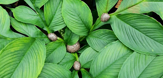 President Joko Widodo ordered Minister of Agriculture to Seriously Handle Porang Plant Export